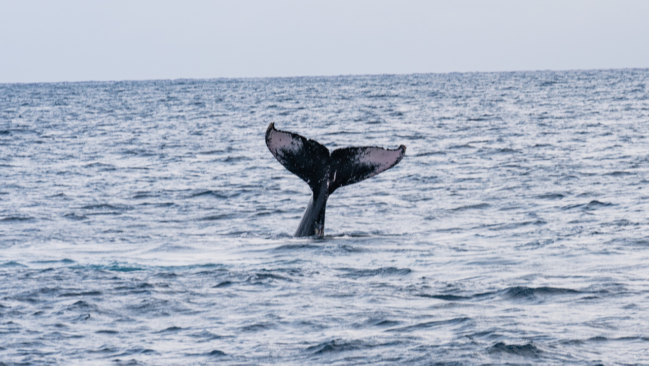 台灣民眾電子報| 睽違多年大翅鯨驚現恆春外海